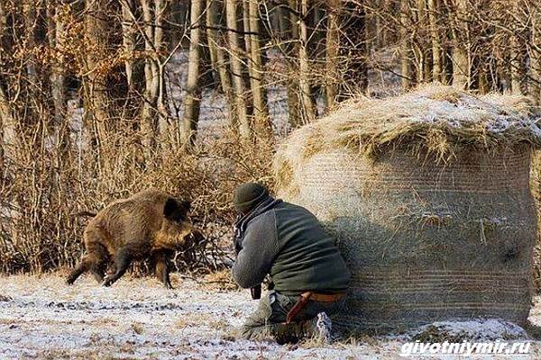 Охота-на-кабана-разными-способами-9