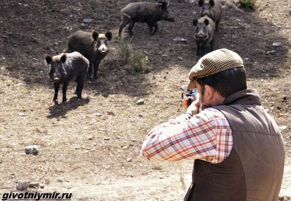 Охота-на-кабана-разными-способами-7
