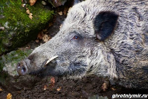 Охота-на-кабана-разными-способами-3