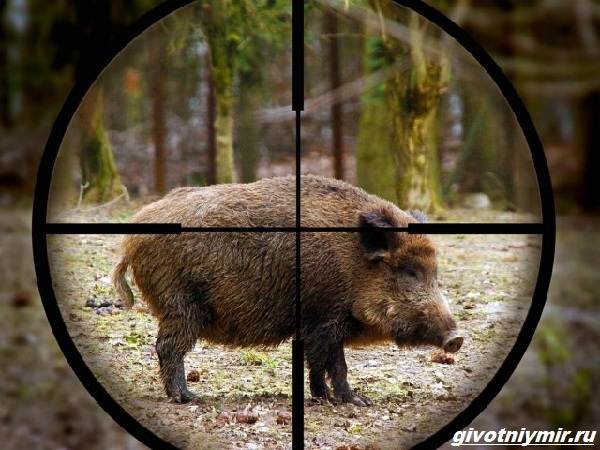 Охота-на-кабана-разными-способами-6