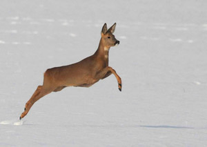 облавная охота на косулю