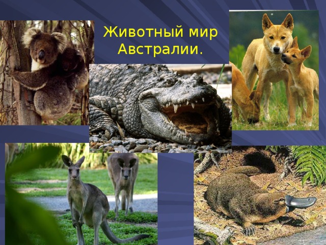 Животный мир Австралии. 