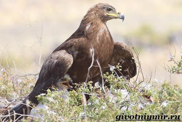 Птица-орел-Образ-жизни-и-среда-обитания-орла-5