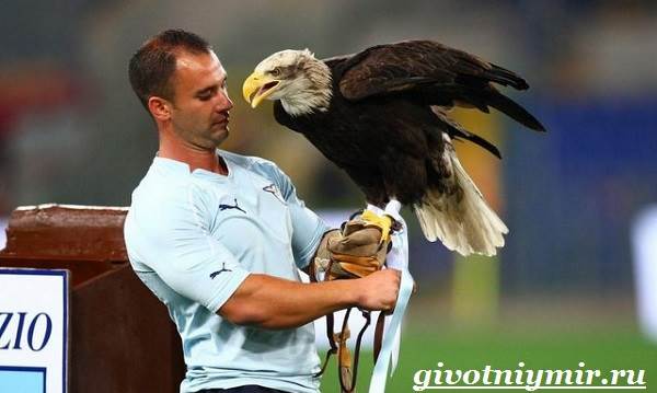 Птица-орел-Образ-жизни-и-среда-обитания-орла-12