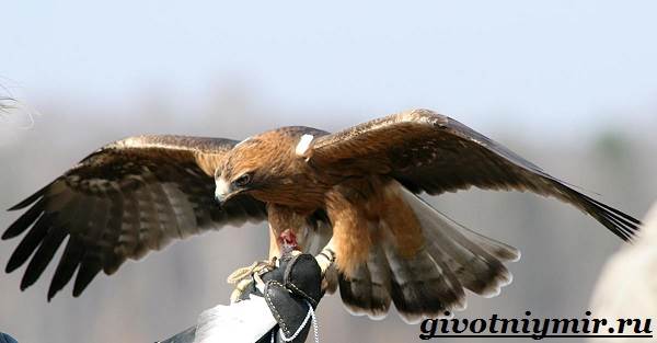Птица-орел-Образ-жизни-и-среда-обитания-орла-4