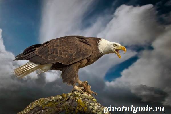 Птица-орел-Образ-жизни-и-среда-обитания-орла-7