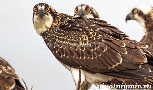 Птица-орел-Образ-жизни-и-среда-обитания-орла-8