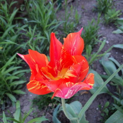 Диктанты для 2 класса на тему "Весна"