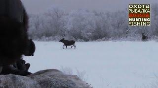 Охота на лося, 7 лосей вышли на номер!(Мат в комментариях удаляется. Кому не нравится смотреть такую охоту, смотрим сюда - http://www.youtube.com/watch?v=0fZMddR7ucA&fe. 2012-01-21T14:41:29.000Z)