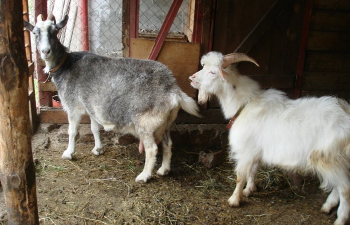 козел нюхает козу