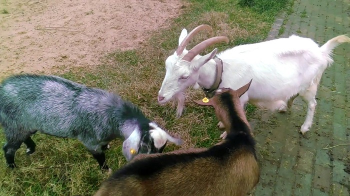 три козы охотятся