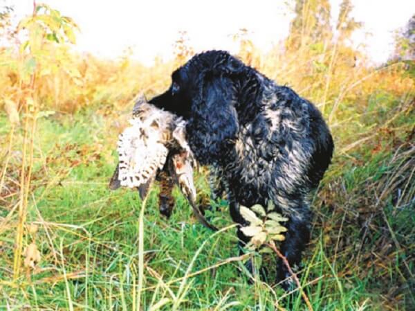 Охота на рябчика с собакой