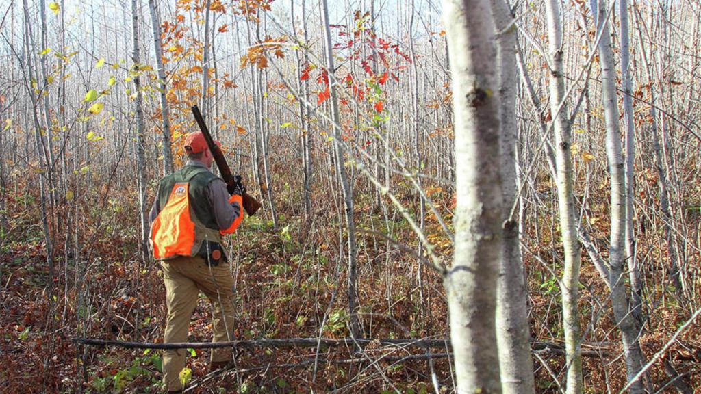 особенности охоты на рябчика
