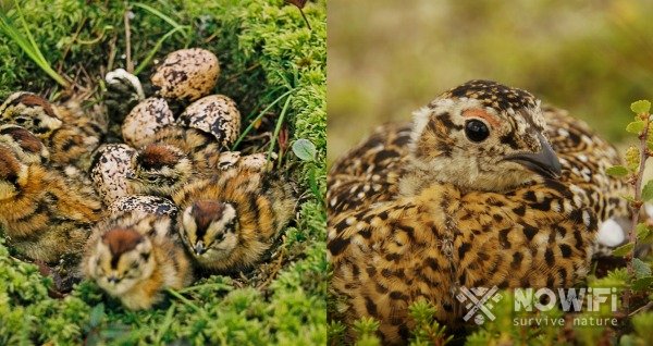 охота на рябчика осенью