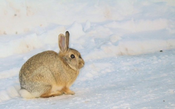 Охота на зайца зимой: обзор разных способов