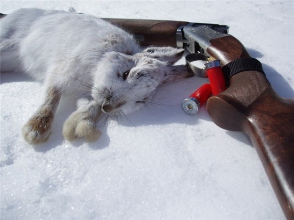 Охота на зайца зимой: обзор разных способов