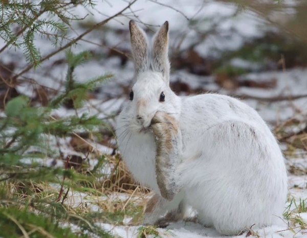 Охота на зайца зимой: обзор разных способов