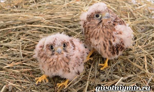 Сокол-птица-Образ-жизни-и-среда-обитания-птицы-сокол-10