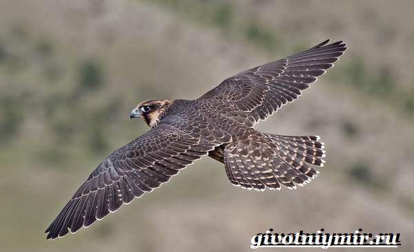Сокол-птица-Образ-жизни-и-среда-обитания-птицы-сокол-6