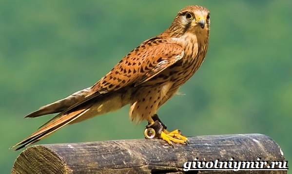 Сокол-птица-Образ-жизни-и-среда-обитания-птицы-сокол-1