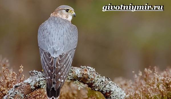 Сокол-птица-Образ-жизни-и-среда-обитания-птицы-сокол-5
