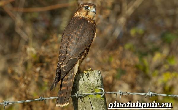 Сокол-птица-Образ-жизни-и-среда-обитания-птицы-сокол-8