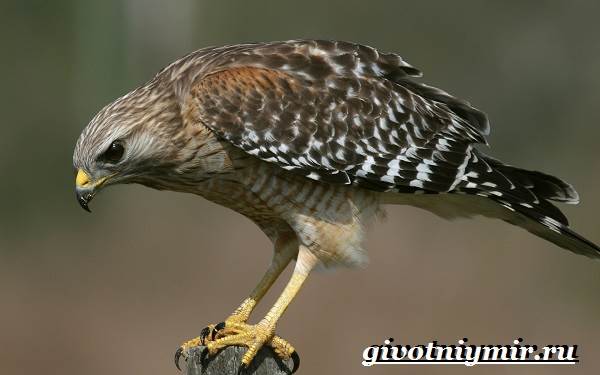 Сокол-птица-Образ-жизни-и-среда-обитания-птицы-сокол-4