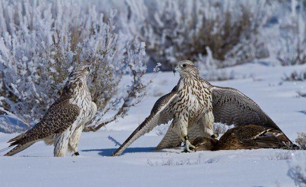 Соколиная охота, охота с ловчей птицей, охота с соколом, соколиная охота в России, традиции соколиной охоты, охота с ловчими птицами, охота с соколом, охота с орлом, охота с ястребом