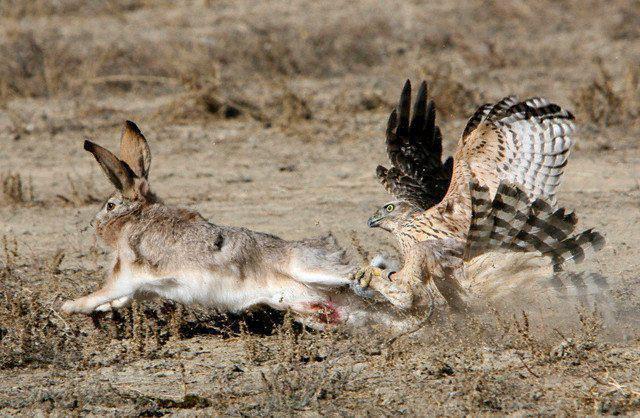 Соколиная охота, охота с ловчей птицей, охота с соколом, соколиная охота в России, традиции соколиной охоты, охота с ловчими птицами, охота с соколом, охота с орлом, охота с ястребом
