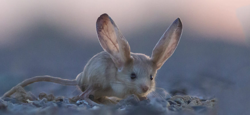 Большой Тушканчик