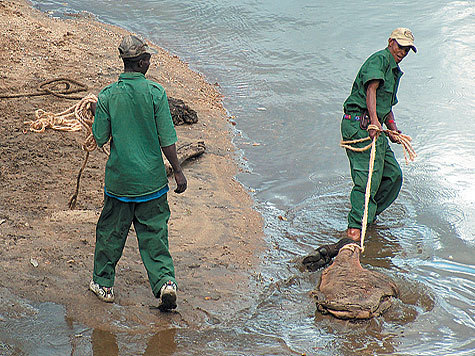 Как охотятся на крокодилов. Охота на крокодила