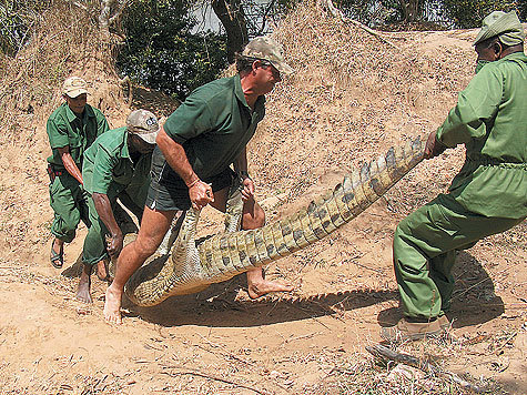 Как охотятся на крокодилов. Охота на крокодила