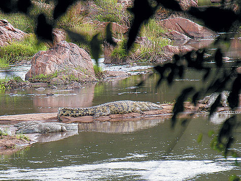 Как охотятся на крокодилов. Охота на крокодила