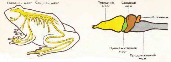 Лягушка это животное или нет