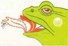 Движение языка лягушки