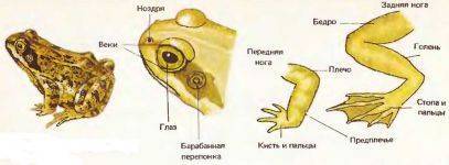 Внешнее строение лягушки