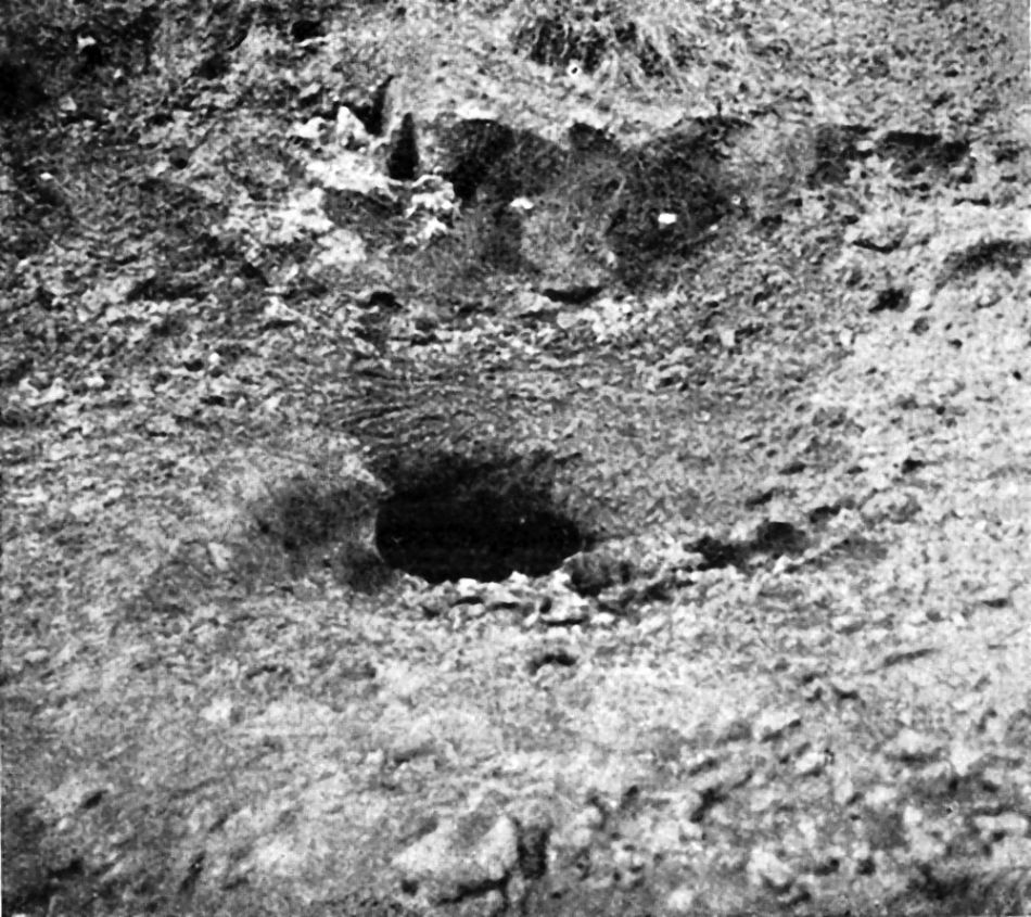 Старый солонец; видно отверстие ямы глубиной около 1 аршина, выеденной изюбрями