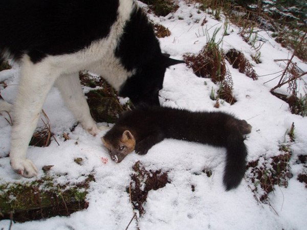 Лайка возле соболя