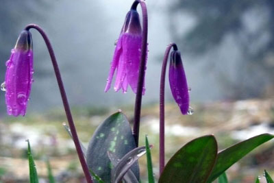 Природная грация