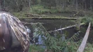 Охота на бобра с ружьем, Старею. Молодняк не стреляю! Hunting for beaver.(Охота на бобра осенью с ружьем. В этом году очень редко попадались крупные бобры, а молодняк стрелять что. 2016-12-03T09:01:54.000Z)