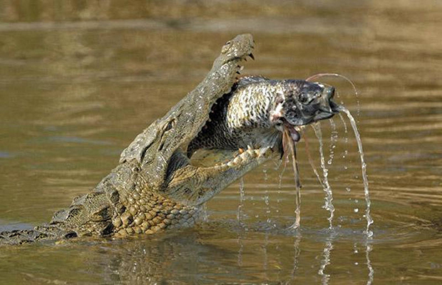 крокодил схватил рыбу фото