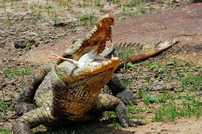 крокодил съел курицу фото
