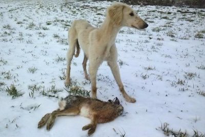 ohota na zajca s gonchej e1551011898442