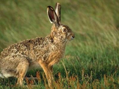 zayac e1551011628899