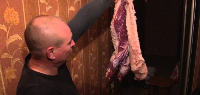 Разделка тушки барсука