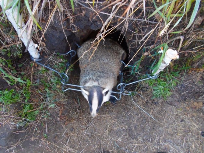 Добыча с помощью капкана