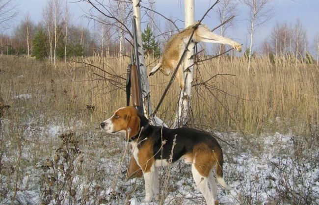 Охота на зайца с гончими осенью