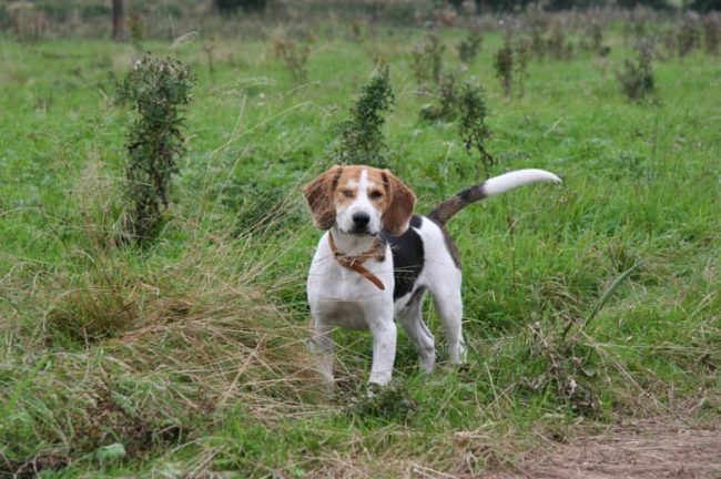 Натаска собаки