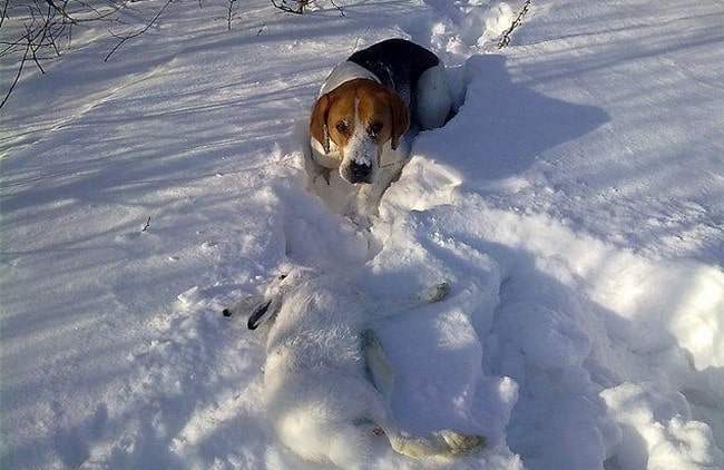 Охота на зайца с гончими зимой