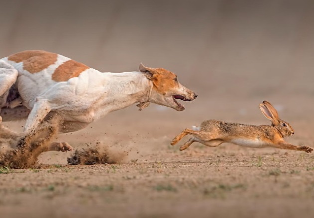 Гончая подняла русака